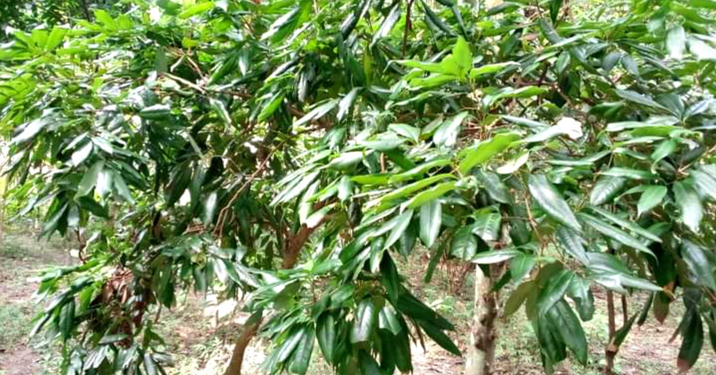 Fruit Tree: ফলবতী বৃক্ষ