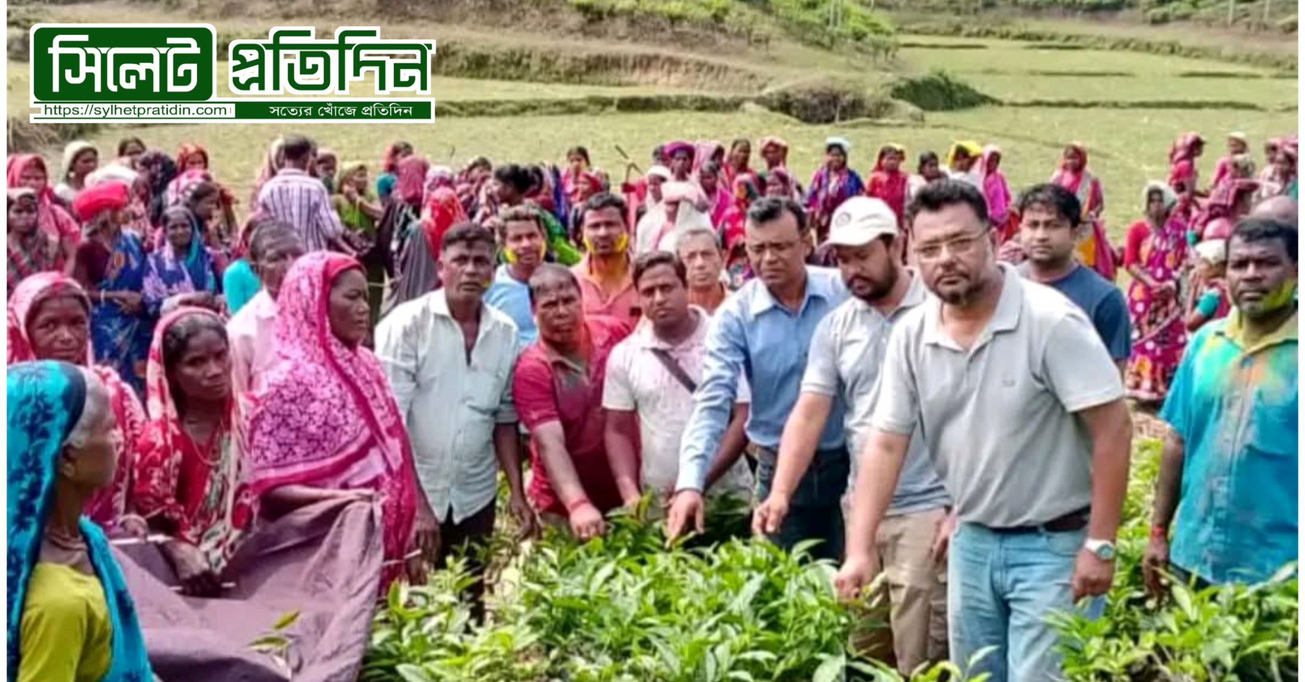 বড়লেখায় চা কুঁড়ির উৎসব