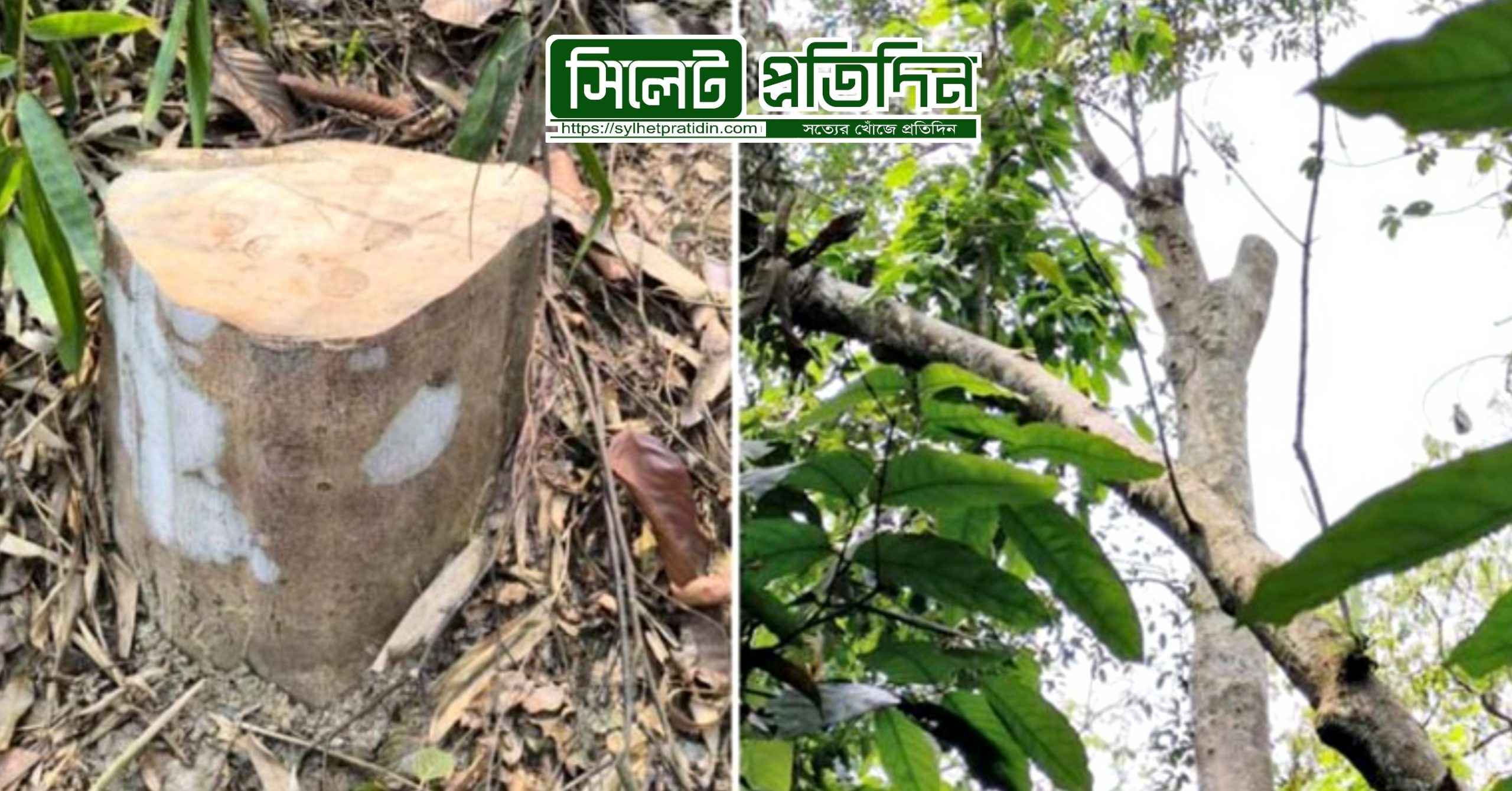 লাউয়াছড়া উদ্যান থেকে আগরগাছ চুরি,বনপ্রহরী প্রত্যাহার